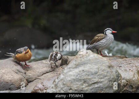 Torrent (Merganetta Armata) Entenfamilie ruht auf ausgesetzt Felsen in einem Fluss in Ecuador, Südamerika. Stockfoto