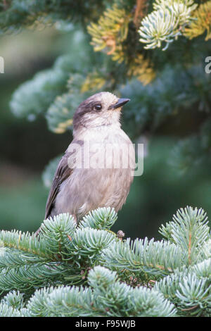 Grau-Jay (Perisoreus Canadensis) thront auf einem Ast in British Columbia, Kanada. Stockfoto