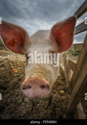 Schwein in den Schlamm, Nordurardalur-Tal, West-Island Stockfoto