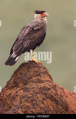 Crested Caracara, Karakara Cheriway thront auf einem Ast im Atlantischen Regenwald des südöstlichen Brasilien. Stockfoto