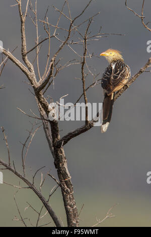 Guira Kuckuck (Guira Guira) thront auf einem Ast im Atlantischen Regenwald des südöstlichen Brasilien. Stockfoto