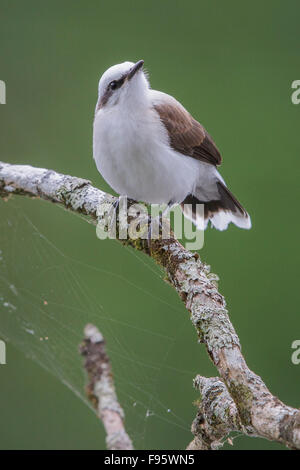 Maskierte Wasser Tyrann (Fluvicola Nengeta) thront auf einem Ast im Atlantischen Regenwald des südöstlichen Brasilien. Stockfoto