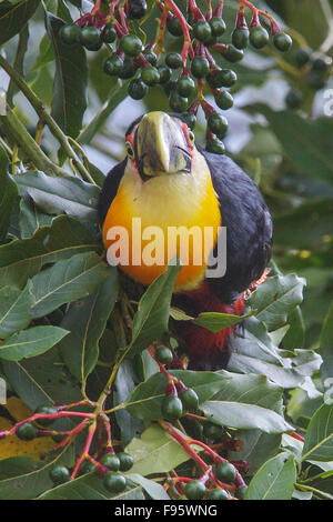 Redbreasted Toucan (Ramphastos Dicolorus) thront auf einem Ast im Atlantischen Regenwald des südöstlichen Brasilien. Stockfoto