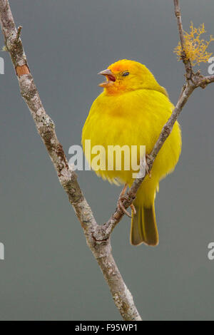 Safran Finch (Sicalis Flaveola) thront auf einem Ast im Atlantischen Regenwald des südöstlichen Brasilien. Stockfoto