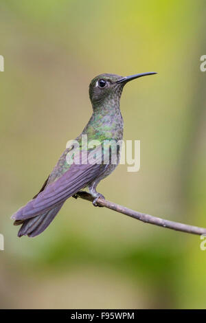 Düstere Kolibri (Aphantochroa Cirrochloris) thront auf einem Ast im Atlantischen Regenwald des südöstlichen Brasilien. Stockfoto