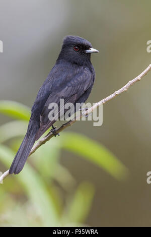 Samtig schwarz Tyrann (Knipolegus Nigerrimus) thront auf einem Ast im Atlantischen Regenwald des südöstlichen Brasilien. Stockfoto