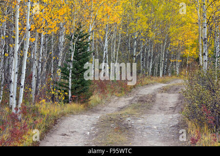 Straße durch aspen Wald an der Kootenay Plains, Alberta, Kanada Stockfoto