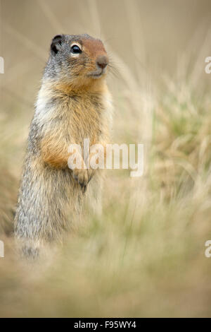 Kolumbianische Graound Squirre (Spermophilus Columbianus), Banff Nationalpark, Alberta, Kanada Stockfoto