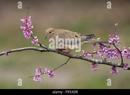 Mourning Dove, Zenaida Macroura, Houston, Texas, USA Stockfoto