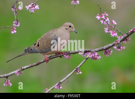 Mourning Dove, Zenaida Macroura, Houston, Texas, USA Stockfoto