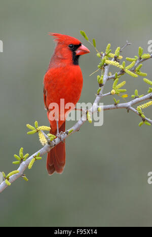 Nördlichen Kardinal, Cardinalis Cardinalis, Santa Clara Ranch, Texas Stockfoto