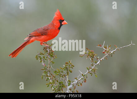 Nördlichen Kardinal, Cardinalis Cardinalis, Santa Clara Ranch, Texas Stockfoto