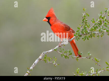 Nördlichen Kardinal, Cardinalis Cardinalis, Santa Clara Ranch, Texas Stockfoto