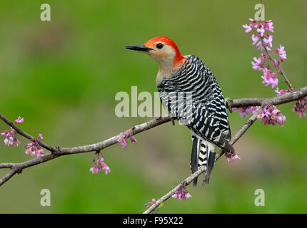 Redbellied Specht, Houston Texas Stockfoto