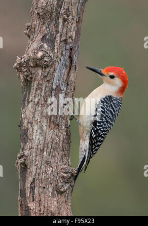 Redbellied Specht, Houston Texas Stockfoto