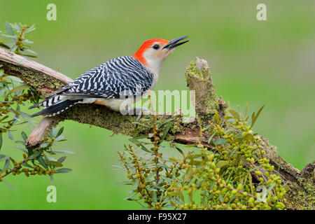 Redbellied Specht, Houston Texas Stockfoto