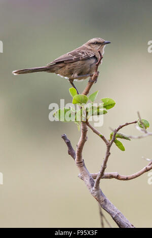 Chalkbrowed-Spottdrossel (Mimus Saturninus) thront auf einem Ast im Atlantischen Regenwald des südöstlichen Brasilien. Stockfoto