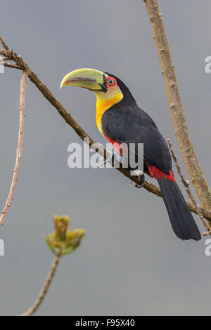 Redbreasted Toucan (Ramphastos Dicolorus) thront auf einem Ast im Atlantischen Regenwald des südöstlichen Brasilien. Stockfoto