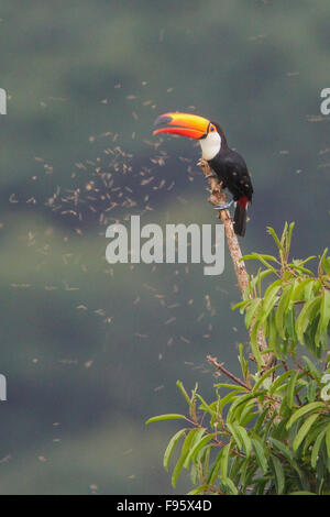 Riesentukan (Ramphastos Toco) thront auf einem Ast im Atlantischen Regenwald des südöstlichen Brasilien. Stockfoto