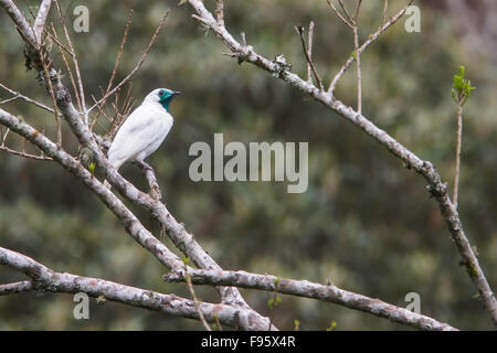 Barethroated Bellbird (Procnias Nudicollis) thront auf einem Ast im Atlantischen Regenwald des südöstlichen Brasilien. Stockfoto