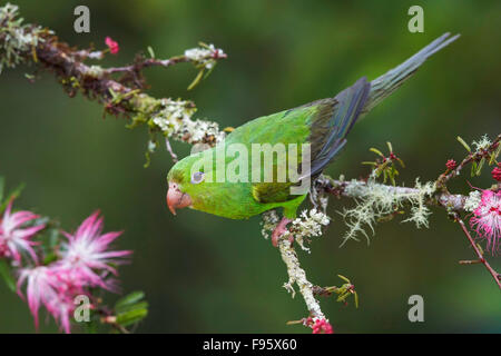 Schlichte Sittich (Brotogeris Tirica) thront auf einem Ast im Atlantischen Regenwald des südöstlichen Brasilien. Stockfoto