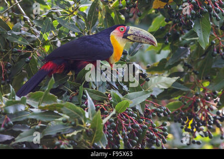 Redbreasted Toucan (Ramphastos Dicolorus) thront auf einem Ast im Atlantischen Regenwald des südöstlichen Brasilien. Stockfoto