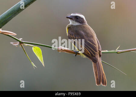 Soziale Flycatcher (Myiozetetes Similis) thront auf einem Ast im Atlantischen Regenwald des südöstlichen Brasilien. Stockfoto