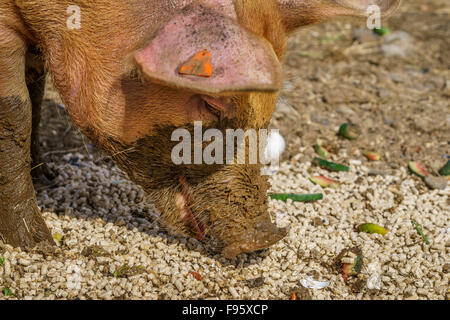 Schwein in den Schlamm, Nordurardalur-Tal, West-Island Stockfoto