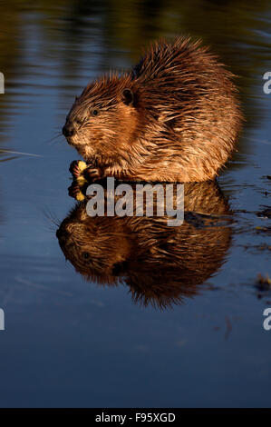 Ein Verticall Bild von einem jungen Biber "Castor Canadenis" sitzen im seichten Wasser von seinem Teich Fütterung auf ein Stück Rinde von Stockfoto