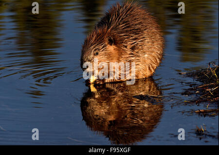 Ein horizontales Bild eines jungen Bibers "Castor Canadenis" sitzen im seichten Wasser von seinem Teich Fütterung auf ein Stück Rinde Stockfoto