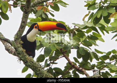 Riesentukan (Ramphastos Toco) thront auf einem Ast im Atlantischen Regenwald des südöstlichen Brasilien. Stockfoto