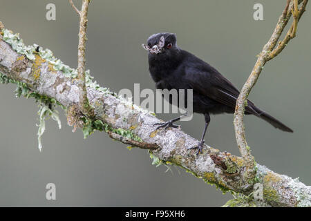 Samtig schwarz Tyrann (Knipolegus Nigerrimus) thront auf einem Ast im Atlantischen Regenwald des südöstlichen Brasilien. Stockfoto