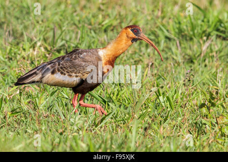 Buffnecked Ibis (Theristicus Caudatus) in den Wiesen in der Nähe von den Atlantischen Regenwald des südöstlichen Brasilien. Stockfoto