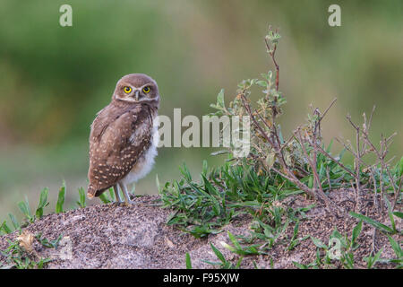 Kanincheneule (Athene Cunicularia) thront auf dem Boden im Atlantischen Regenwald des südöstlichen Brasilien. Stockfoto
