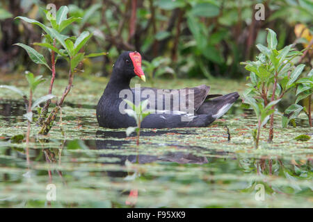 Teichhühner (Gallinula Chloropus) in einem Sumpf im Atlantischen Regenwald des südöstlichen Brasilien. Stockfoto