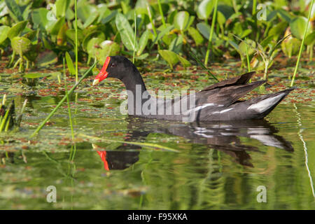 Teichhühner (Gallinula Chloropus) in einem Sumpf im Atlantischen Regenwald des südöstlichen Brasilien. Stockfoto