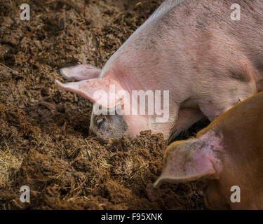 Schwein in den Schlamm, Nordurardalur-Tal, West-Island Stockfoto