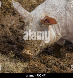 Schwein in den Schlamm, Nordurardalur-Tal, West-Island Stockfoto