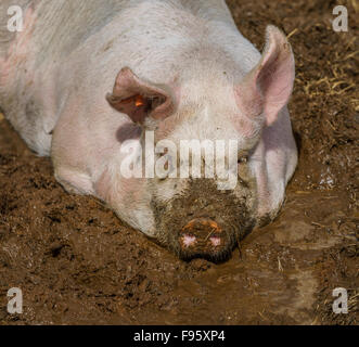 Schwein in den Schlamm, Nordurardalur-Tal, West-Island Stockfoto