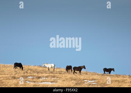 Pferde auf Prairie in der Nähe von Cochrane, Alberta Stockfoto