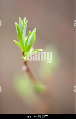 Blätter der Weide (Salix spp.) im Frühjahr Stockfoto