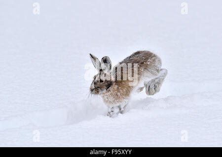 Eine Schneeschuh-Hasen, Lepus Americanus mit seinem Mantel Wechsel von seinem weißen Winter zu seinem Sommer braun-hopping entlang die frisch Stockfoto