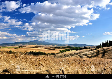 Kornfeld unter blauem Himmel im Abendlicht, Landschaft der Toskana, Italien Stockfoto