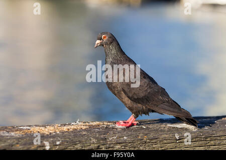 Felsentaube (Columba Livia), Granville Island, Vancouver, Britisch-Kolumbien, Kanada Stockfoto