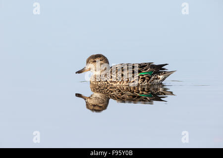 Greenwinged blaugrün (Anas Vogelarten), Weiblich, Burnaby Lake, British Columbia. Stockfoto