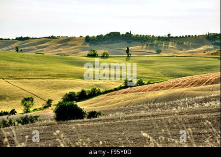 Sanfte Hügel in verschiedenen Farben in weiches Licht, Toskana, Italien Stockfoto