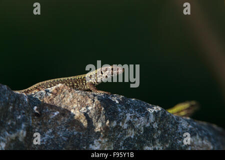 Europäische Mauereidechse (Podarcis Muralis), in der Nähe von Victoria, Britisch-Kolumbien. Europäische Eidechsen wurden eingeführt, um die Saanich Stockfoto