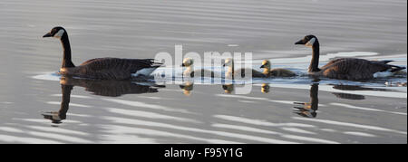 Kanadagans (Branta Canadensis), koppeln mit Gänsel, Burnaby Lake, Burnaby, British Columbia. Stockfoto