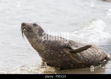 Besucher dieser Seite von nördlichen See-Elefanten (Mirounga Angustirostris), juvenile, Ambleside Park West Vancouver, Britisch-Kolumbien, Stockfoto