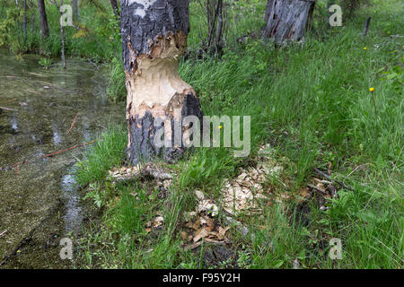 Baum (Populus so.) teilweise durchgekaut von Biber (Castor Canadensis), ThompsonNicola Region, Britisch-Kolumbien, Kanada Stockfoto